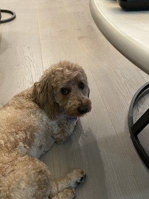 Julie's Pet Grooming and Boarding