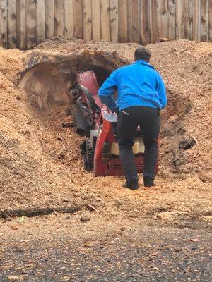 Forest Trunk Tree Services