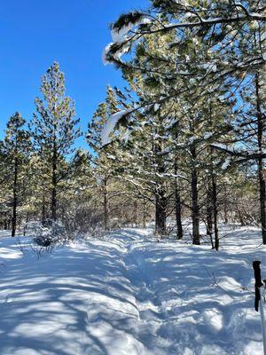 Dave Wood Interpretive Trail