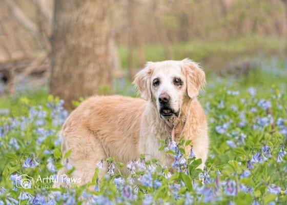 The Bluebell Trail is a gorgeous place to photograph in the Spring!