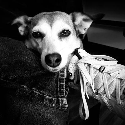 Mutty Branch Canine Enrichment Center