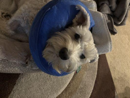 Valley Verde Veterinarians