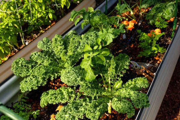 Planted Prayer Garden Consulting