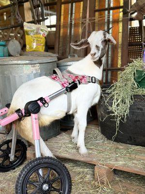 TMMA Farms and Sanctuary