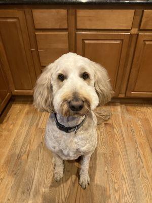 Doggy Styles Pet Salon