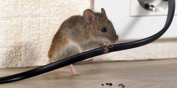 With cold weather coming, mice are coming inside for warmth. Don't let this be your house this winter
