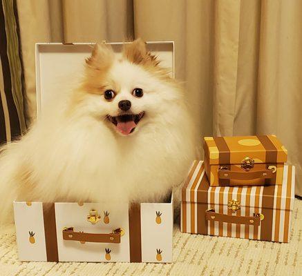 Darien Animal Hospital