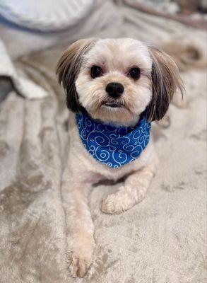 My "HAMsome" after Coleen groomed him