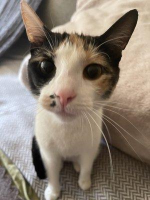 Animal Care League