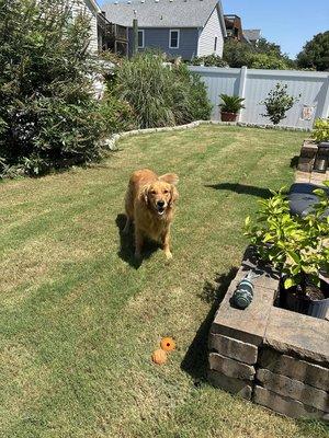Wag More Bark Less