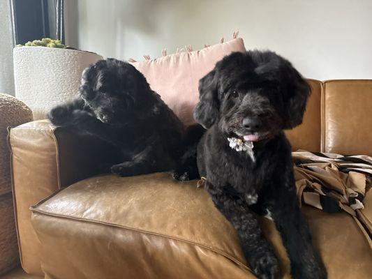 Spot's Spot Pet Grooming