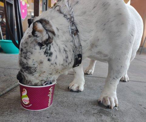 Menchie's Frozen Yogurt