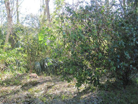 Need For Green Lawn Service