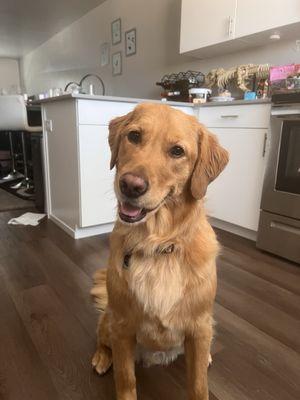 Bubbles N’ Barks Pet Grooming