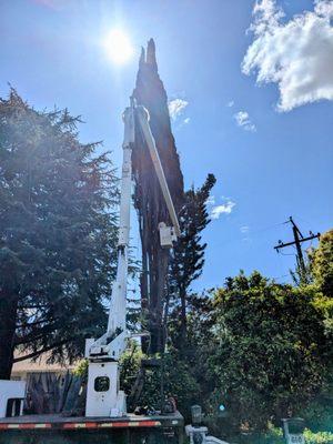 Boom truck to remove a tall tree in a difficult location