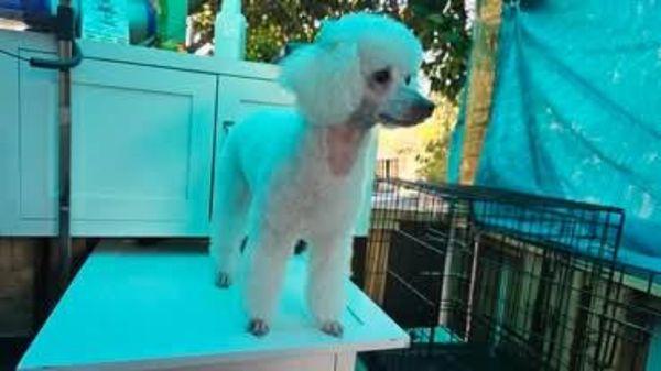 Fureshh Dog Grooming