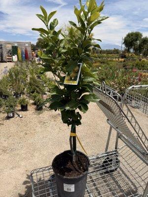 Cherry Valley Nursery & Landscape Supply