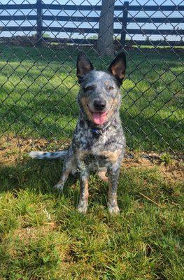 Golden Wood, Chambersburg