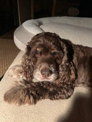 Animal Wellness Center