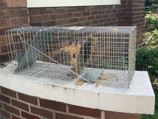 Zappers Pest Solutions