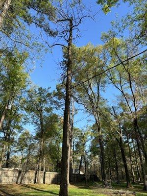 Herva Tree Service