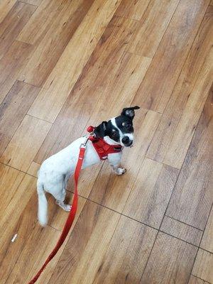Vaccination Time at VIP Pet Care Clinic inside Pet Supermarket