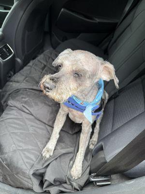 How my dog looked after Furry and Fabulous.