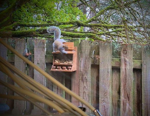 Northwest Endodontic Specialists