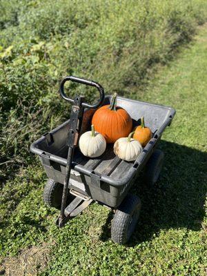 Just a few of our pumpkins...
