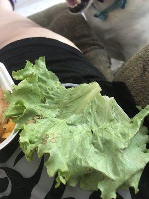 Huge lettuce not chopped tomato not cut chicken not cut