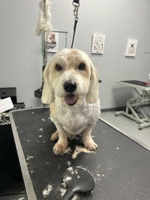 Who Let The Dogs Out