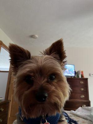 My four-year-old Yorky that loves their little puppy in the window every day