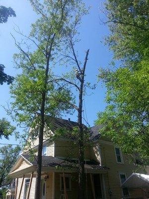 Elite Tree & Outdoor Services