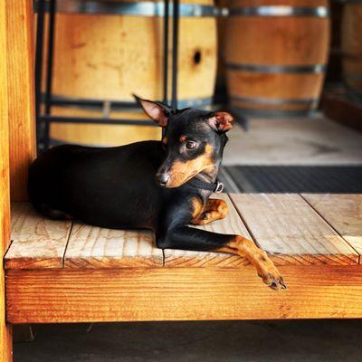 Lush Limousine Wine Tours