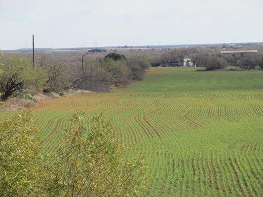 Farmers field and mesquite.