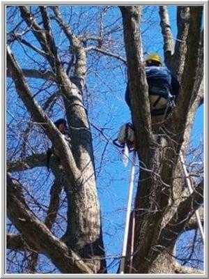 Al Cherry Tree Service Inc