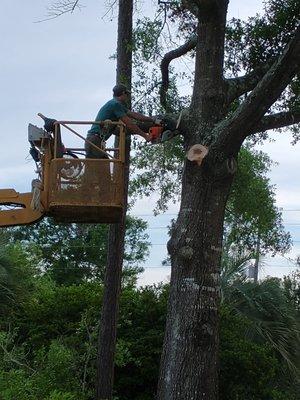 Land & Limb Forestry Services