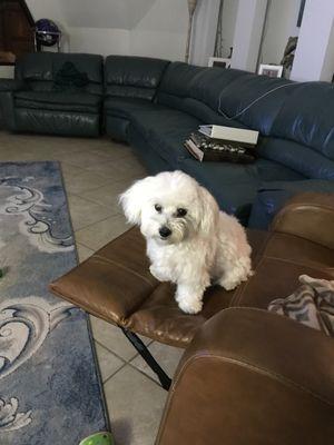 Benji before his surgery