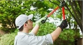 Davis Tree Service