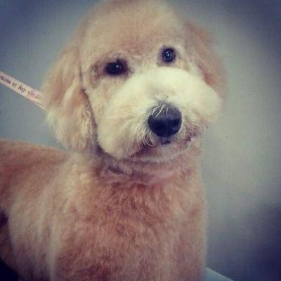 Jolly Collie Pet Spa