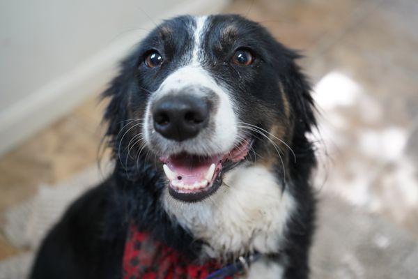 Juniper aka Junie Bee is the Miniature Aussie that Barb raised and trained to be a service dog. She is a New Pittsburg Vet Client.