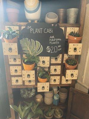 Air purifying plants for sale