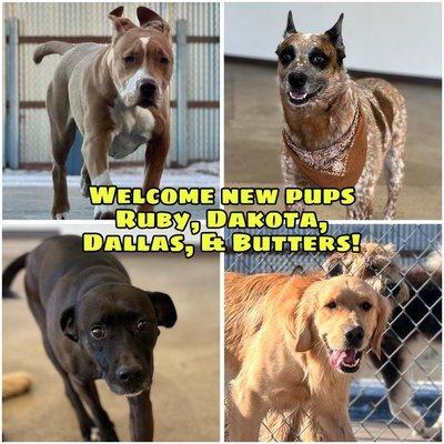 Dog Country Day School