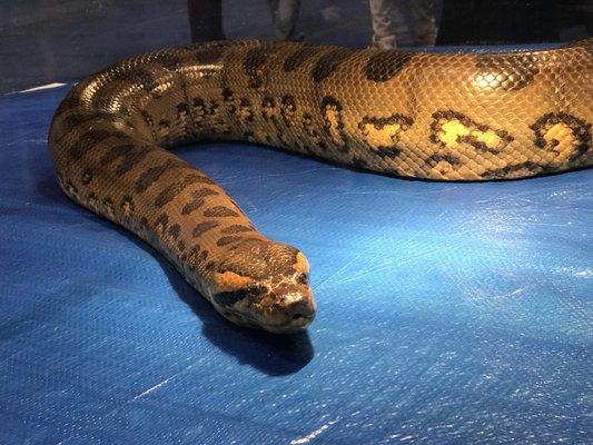 ReptileFest - Chicago Herpetological Society