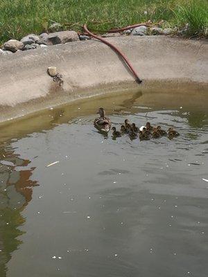 Ducklings swimming in nasty water