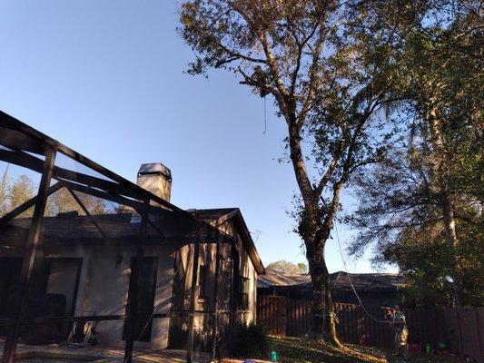 Before Oak Tree Removal