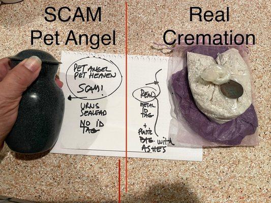 PET ANGEL SCAM