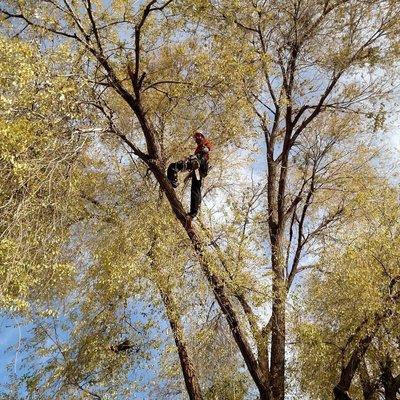 Dan Dengler Tree Specialists