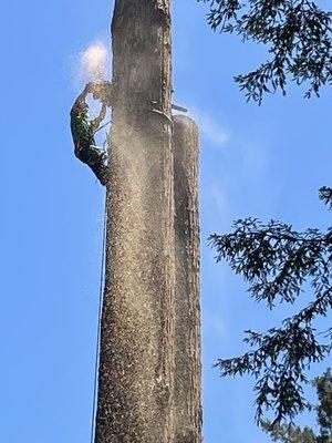Stellar Tree Care