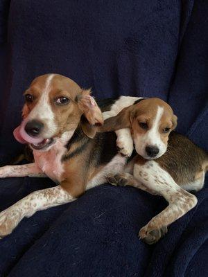 Bristol County Animal Clinic